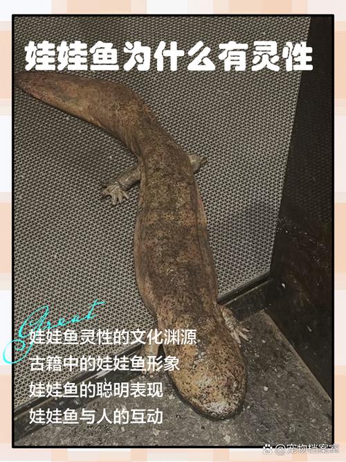 解析梦见娃娃鱼的7大含义及心理学揭秘 解析梦见娃娃鱼的7大含义及心理学揭秘