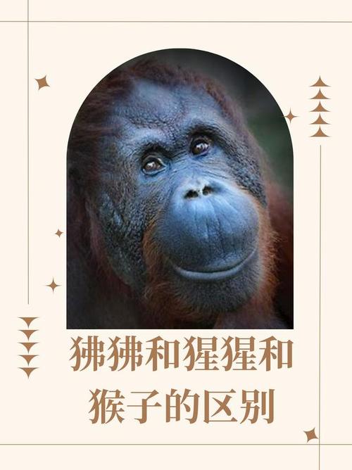 梦见狒拂的深层寓意,解开你的内心密码? 梦见狒拂的深层寓意,解开你的内心密码?