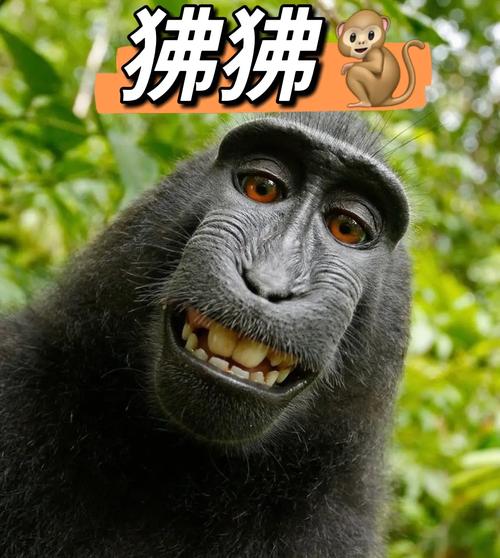 梦见狒拂的深层寓意,解开你的内心密码? 梦见狒拂的深层寓意,解开你的内心密码?