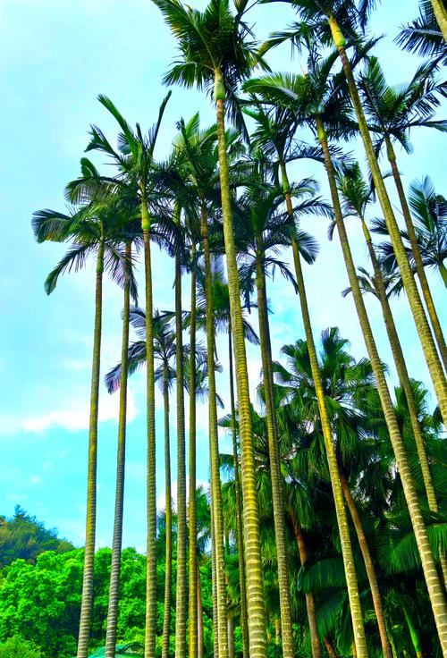 梦见棕树寓意解析，丰富梦境象征意义用户探寻心理深层需求！