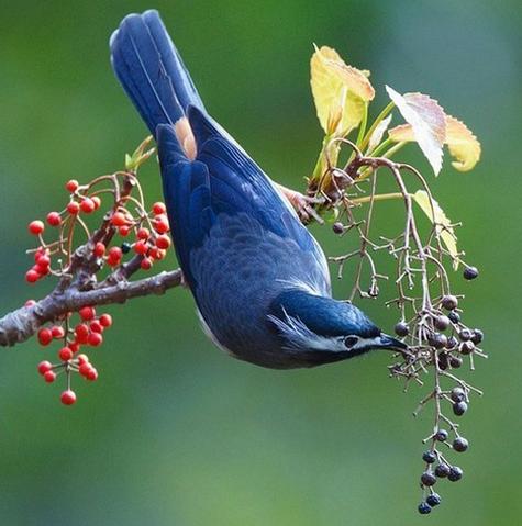 梦见无毛鸟的神秘象征，背后藏着哪些深意？