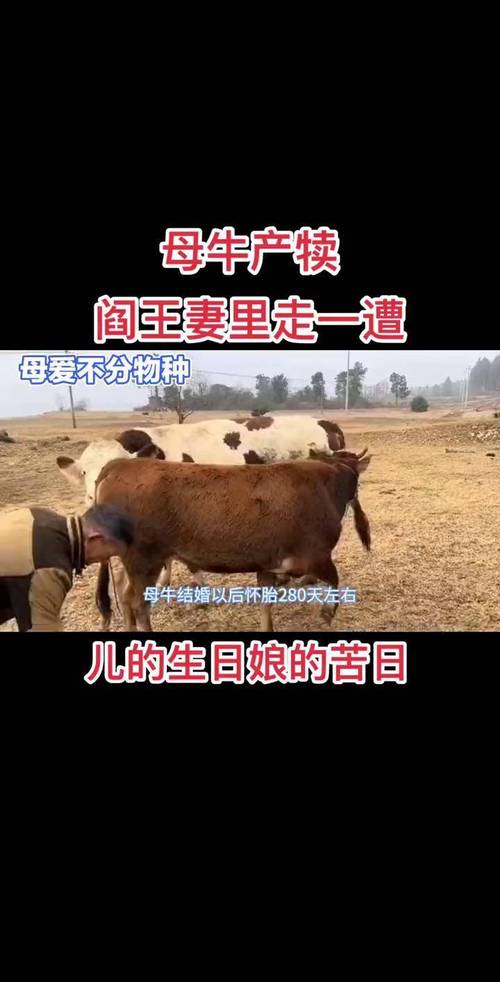 梦见牛生犊寓意详解，专家剖析你的生活将迎来新生机！