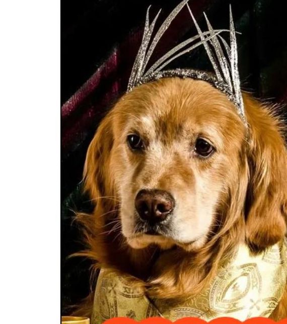 梦见杀狗预示哪些？解读高效心理应对方案