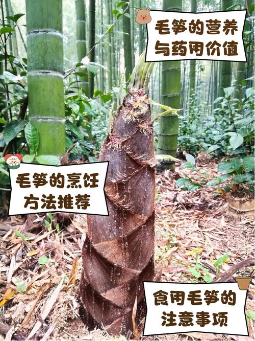 梦见毛笋的6种寓意解析，揭示内心真实想法
