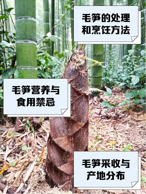 梦见毛笋的6种寓意解析，揭示内心真实想法
