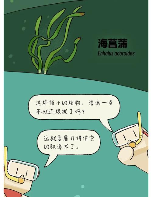 梦见海草预示哪些？深度解析梦境暗含的信息与高效解决方案
