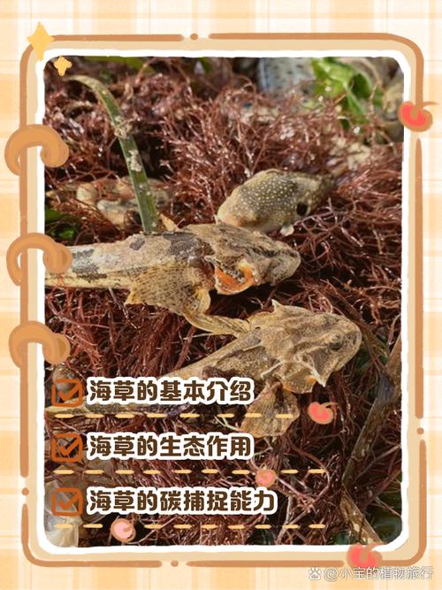 梦见海草预示哪些？深度解析梦境暗含的信息与高效解决方案