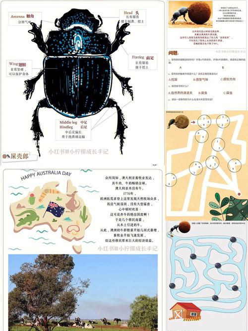 梦见屎壳郎寓意是哪些？探索心理暗示与内在意义