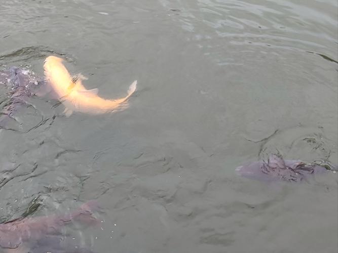 梦见鱼在河池中游动，寓意何在？解密背后玄机