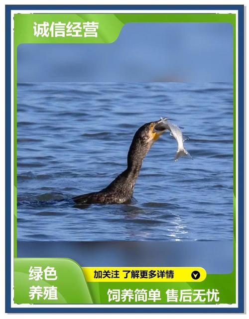 梦见鱼鹰预示哪些运势变化？解读梦境背后的秘密