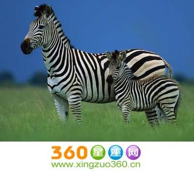 梦见斑马意味着好运?深度解析梦境象征,专家揭示潜在机遇与挑战! 梦见斑马意味着好运?深度解析梦境象征,专家揭示潜在机遇与挑战!