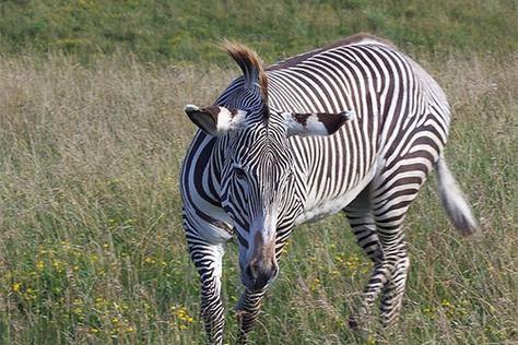 梦见斑马意味着好运?深度解析梦境象征,专家揭示潜在机遇与挑战! 梦见斑马意味着好运?深度解析梦境象征,专家揭示潜在机遇与挑战!