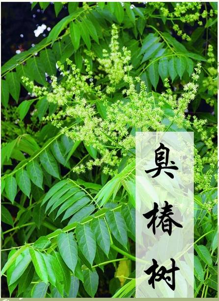 梦见椿树预示着哪些?揭秘背后隐藏的运势暗号 梦见椿树预示着哪些?揭秘背后隐藏的运势暗号