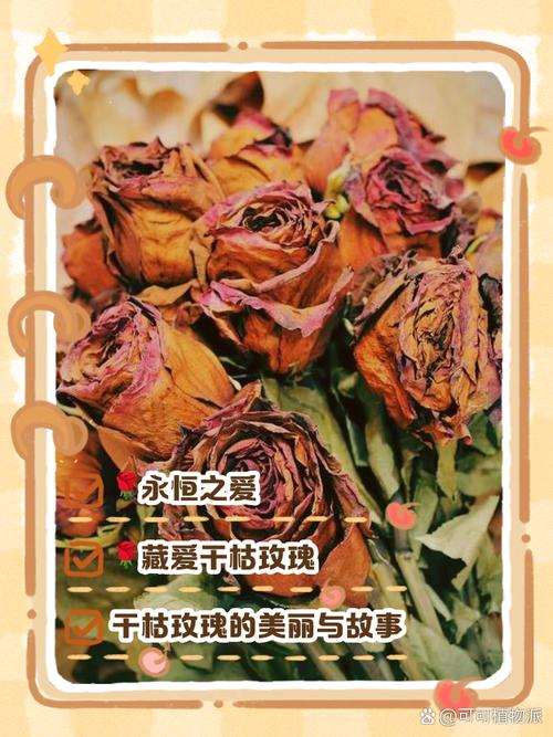 梦见枯萎的玫瑰花寓意何在？潜意识暗示你的人生现状吗？