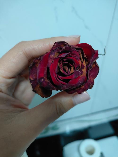 梦见枯萎的玫瑰花寓意何在？潜意识暗示你的人生现状吗？