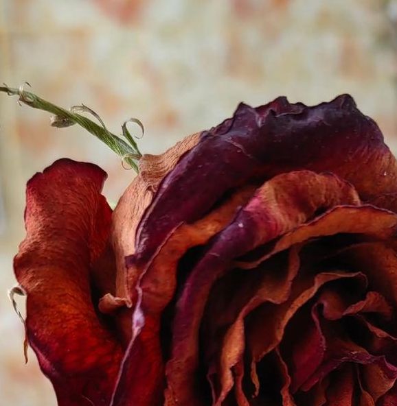 梦见枯萎的玫瑰花寓意何在？潜意识暗示你的人生现状吗？