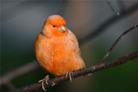 梦见金丝鸟解析梦境象征，提升生活奥秘