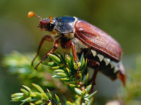 解码梦见甲克虫的象征意义提升生活幸福感的秘诀