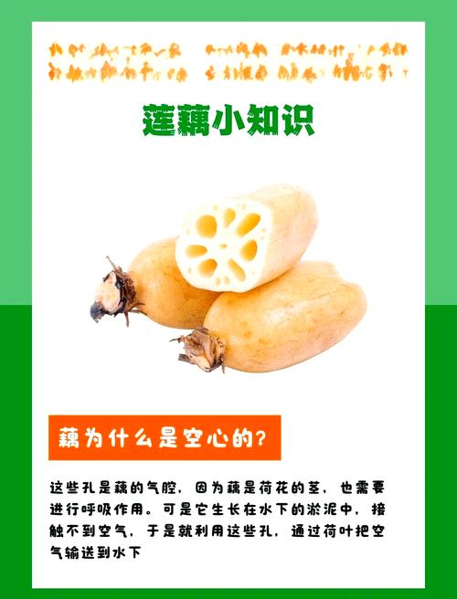 梦见莲藕的神秘象征，心理解读揭开潜意识真相！