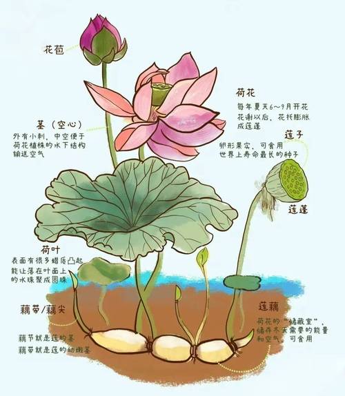 梦见莲藕的神秘象征，心理解读揭开潜意识真相！