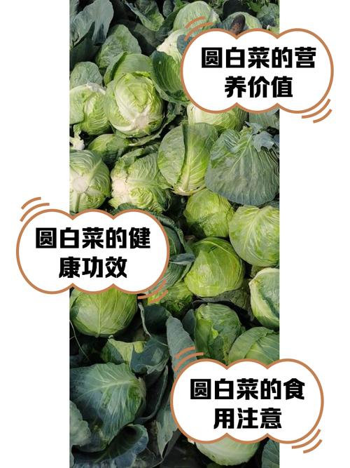 梦见圆白菜意味着哪些？背后心理学解析与解梦指南