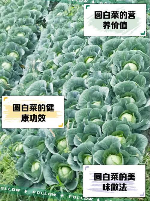 梦见圆白菜意味着哪些？背后心理学解析与解梦指南