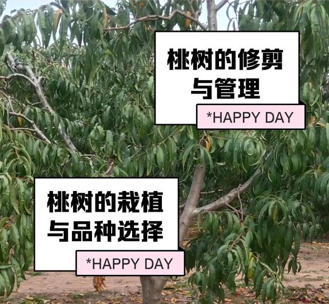 解读梦见种桃树的5大心理暗示及生活启示