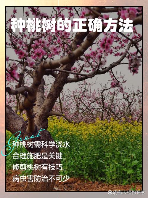 解读梦见种桃树的5大心理暗示及生活启示