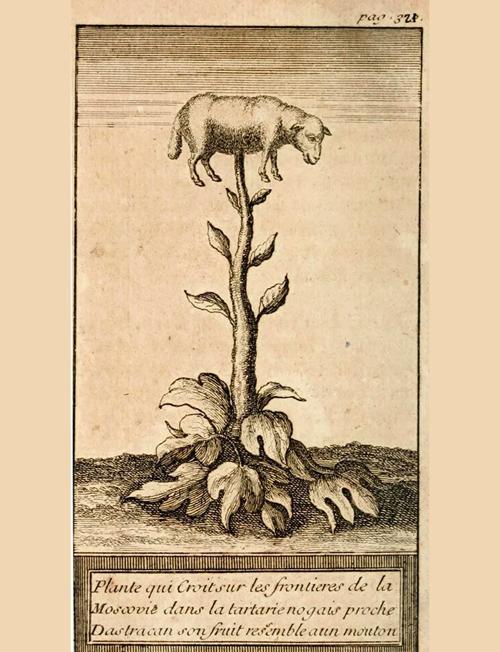 梦见羊齿科植物的神秘预兆，揭示隐藏的内心世界解读象征意义与心理暗示