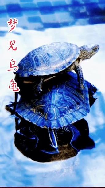 梦见乌龟晒太阳的象征心理解读 vs 风水解析