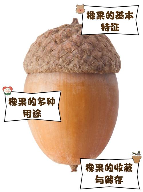 梦见橡果寓意解析深度剖析与生活启示