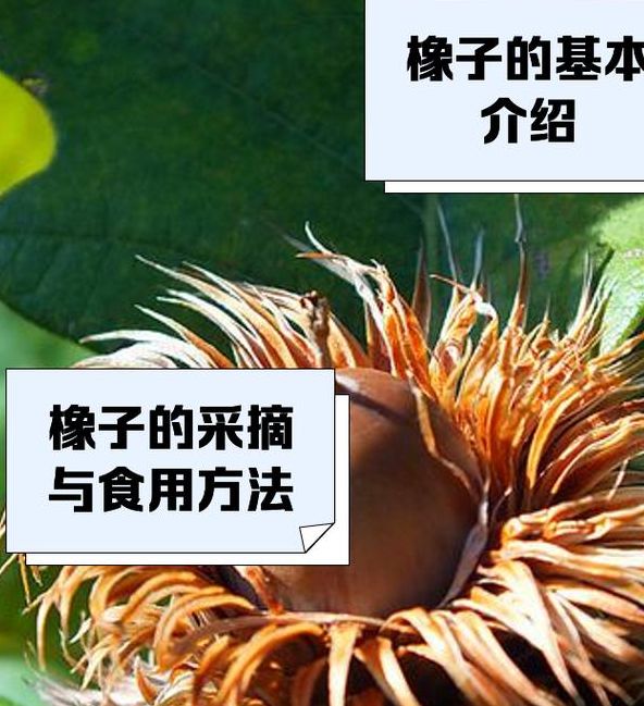 梦见橡果寓意解析深度剖析与生活启示