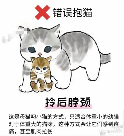 梦见被猫抓意味着哪些？解读背后心理暗示及潜在解决方法