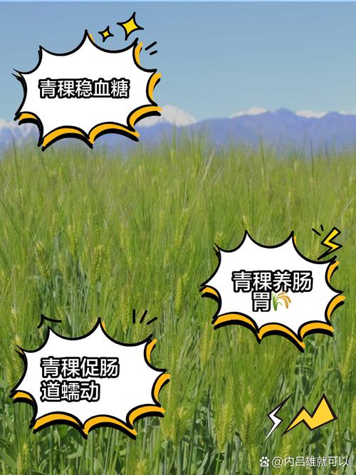 梦见青稞象征哪些？解读背后寓意及其意义如何影响生活
