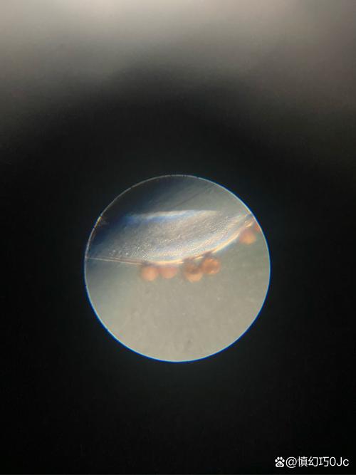 梦见显微镜预示哪些?解读隐藏的内心信号! 梦见显微镜预示哪些?解读隐藏的内心信号!