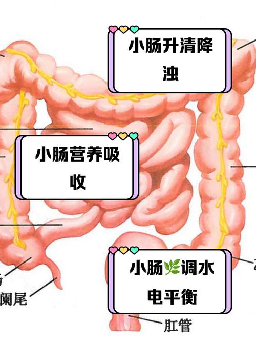 梦见小肠的象征意义解析,提高内心健康认知 梦见小肠的象征意义解析,提高内心健康认知