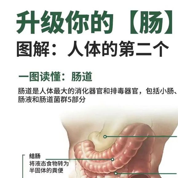 梦见小肠的象征意义解析,提高内心健康认知 梦见小肠的象征意义解析,提高内心健康认知