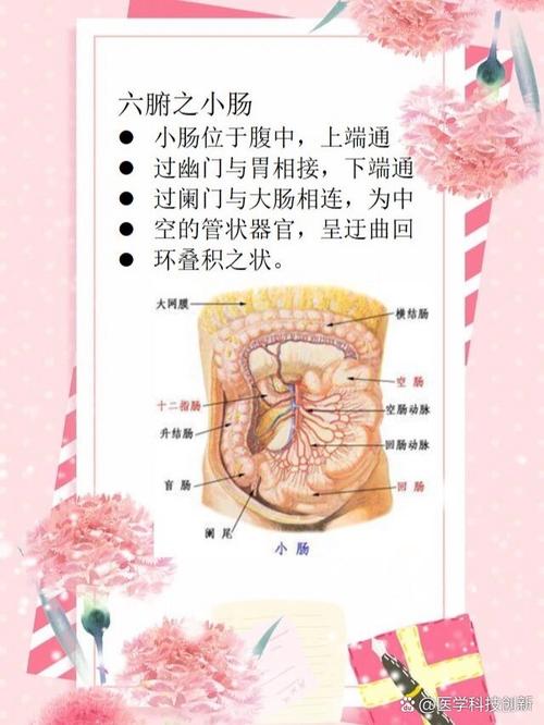 梦见小肠的象征意义解析,提高内心健康认知 梦见小肠的象征意义解析,提高内心健康认知