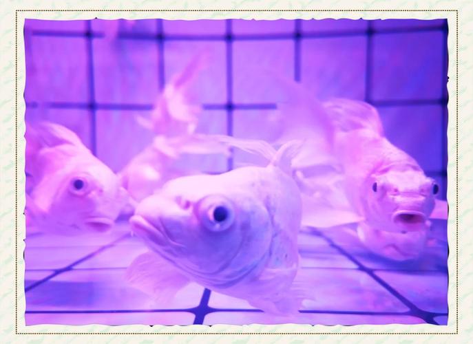 梦见干鱼预兆13个象征意义与心理分析解读