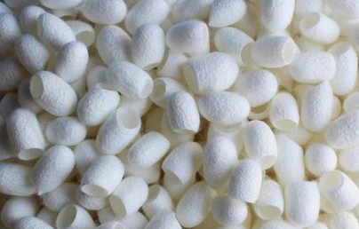 解读梦见蚕箔的吉凶象征，提升生活好运的小技巧