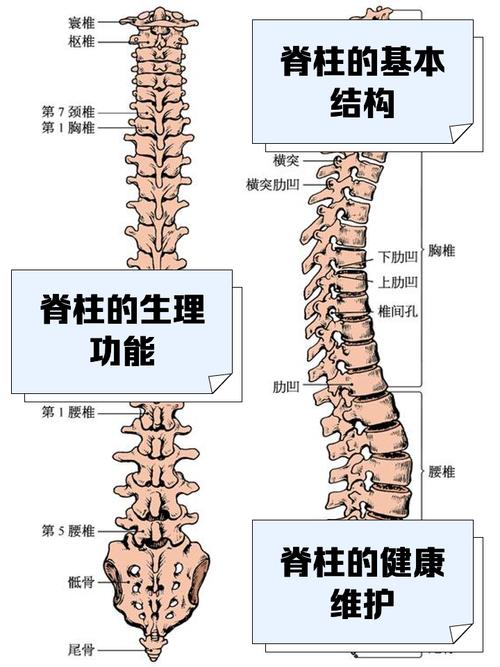 梦见脊椎的7个象征意义,你了解几个? 梦见脊椎的7个象征意义,你了解几个?