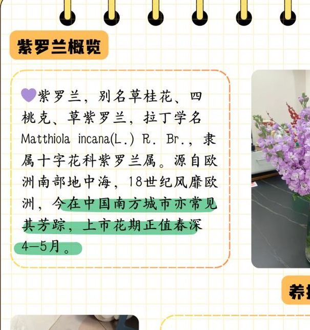 梦见紫罗兰象征意义解析揭示潜藏的心理启示与人生影响 梦见紫罗兰象征意义解析揭示潜藏的心理启示与人生影响