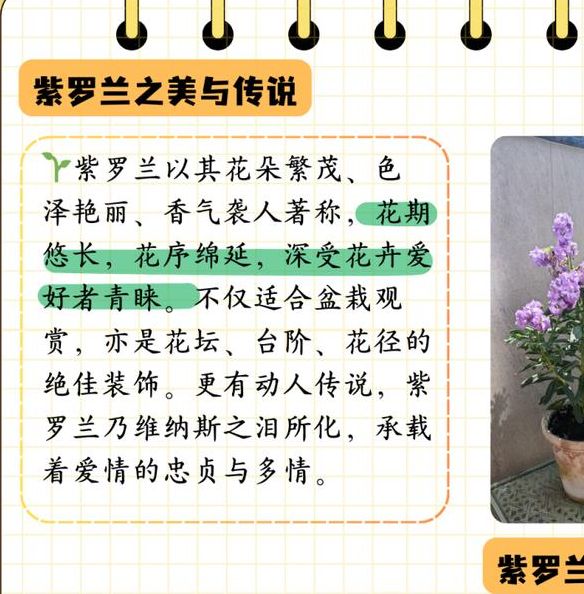 梦见紫罗兰象征意义解析揭示潜藏的心理启示与人生影响 梦见紫罗兰象征意义解析揭示潜藏的心理启示与人生影响