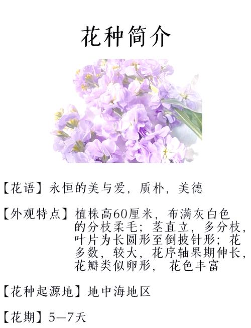 梦见紫罗兰象征意义解析揭示潜藏的心理启示与人生影响 梦见紫罗兰象征意义解析揭示潜藏的心理启示与人生影响