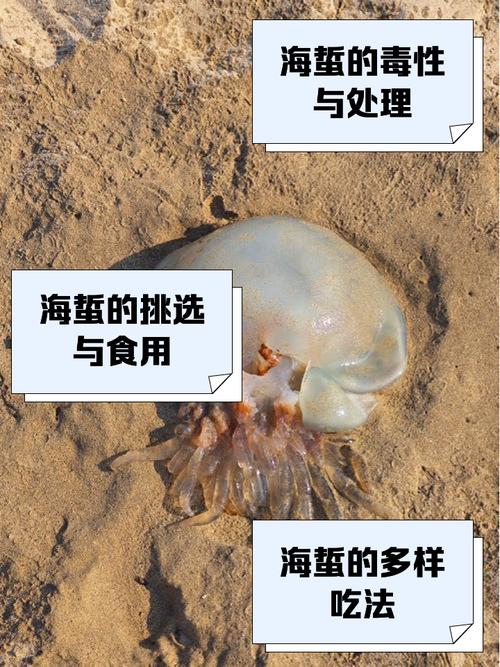 梦见海蜇预示的深层心理解析解锁内心秘密的三大关键 梦见海蜇预示的深层心理解析解锁内心秘密的三大关键