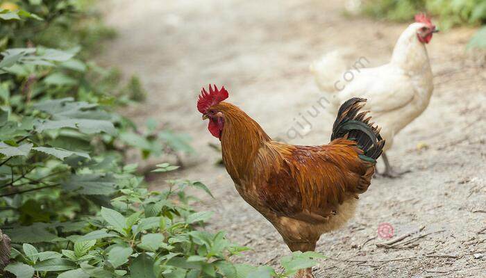 10条心理解析梦见鸡叫意味着哪些? 10条心理解析梦见鸡叫意味着哪些?