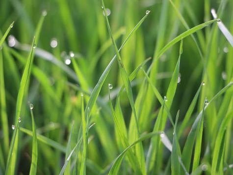 梦见朝露闪烁预示揭示内心深层次情感的象征意义