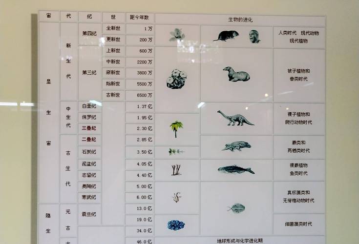 梦见化石的5大象征意义及心理解析 梦见化石的5大象征意义及心理解析
