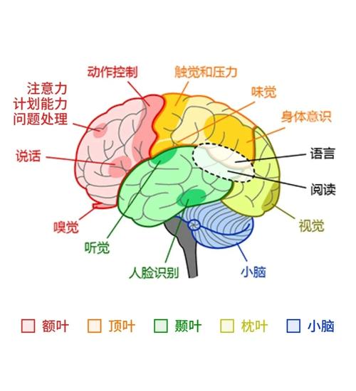 梦见大脑解读背后心理象征，揭示5个深层含义