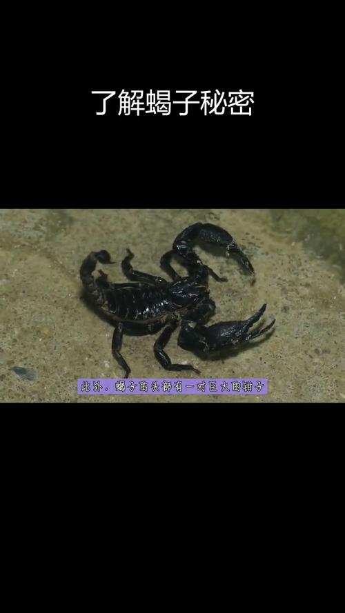 【梦见蝎子解读】5种心理分析与专家建议,深度剖析心理暗示 【梦见蝎子解读】5种心理分析与专家建议,深度剖析心理暗示